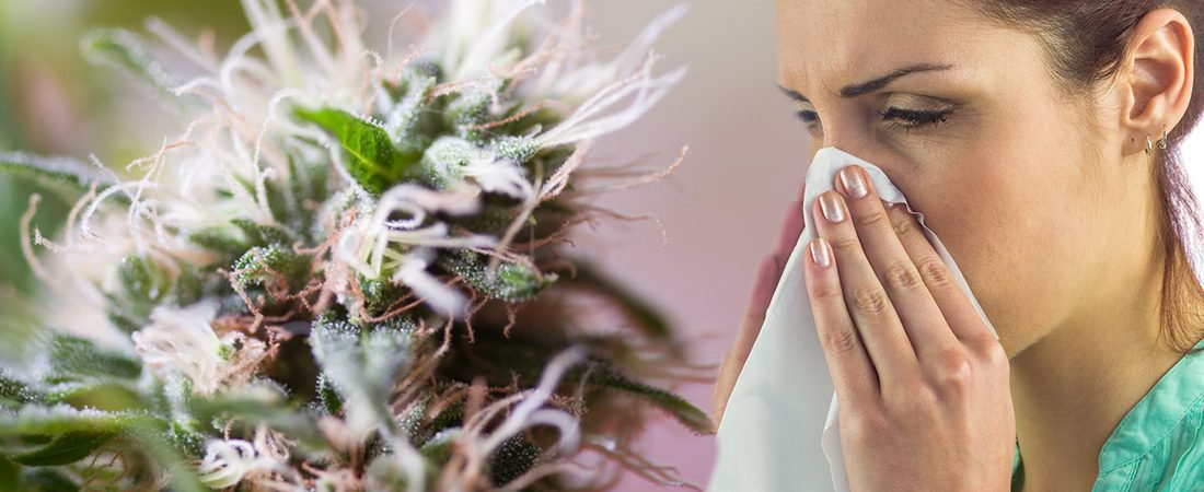 Marihuana na przeziębienie i grypę